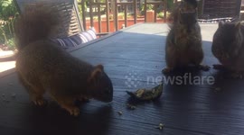 Three Squirrels enjoying Avocado