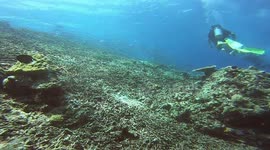 Big School of Jackfish 2