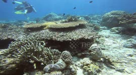 Coral Garden and Sea Turtle
