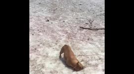 Frenchie learning how to sled