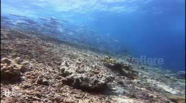 Big School of Jackfish 2