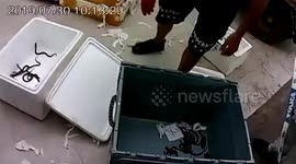 Train station staff at China's Jiujiang find baby king cobras in luggage room