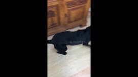 A Labrador is very excited to be given a treat