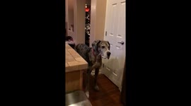 Great Dane catches ice cubes