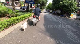 Poor pet dog dragged on high-speed run by man on a motorbike in Vietnam
