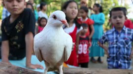 Kids learn to race homing pigeons in traditional Indonesian sport