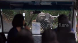 Angry water buffalo and calf refuse to let tour bus pass by