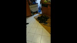 Picking out one of 12 dachshund puppies for my wife