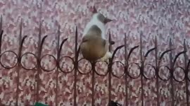 Alley cat gets stuck on railings while trying to seduce a female