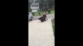 200 pounds of fluff playing football