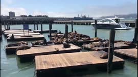 CUTEST SEA LIONS AT SAN FRANCISCO WATERFRONT