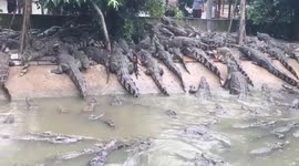 Dozens of crocodiles compete for food from visitors