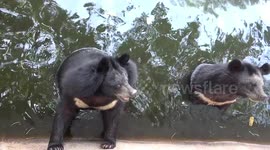'Distressed' bears caught rocking back and forth inside enclosure at Thai zoo
