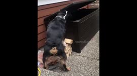 Adorable bulldog figures out how to break into his toy chest