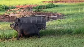 Tim the pig tries to impress his 'lady friend'