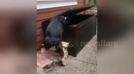 Newsflare Edit - Adorable bulldog figures out how to break into his toy chest
