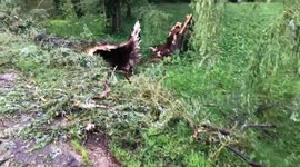 Large tree down after storm