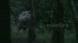 Injured baby elephant tracked by Thai wildlife officials after getting foot trapped in snare