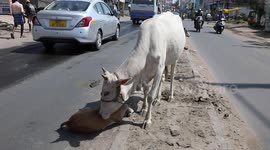 Mother cow revives injured calf hit by car on Indian roadside