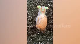 Bizarre snail with flashing green and orange horns baffles hiker in Taiwan