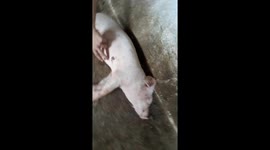 The veterinarian tried to wake a pig to sleep like death