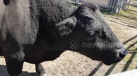 New bull challenging the old bull