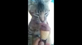Have break...have an ice cream, cat