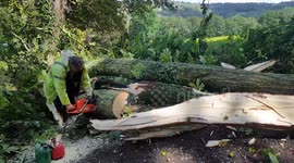 Chainsaw and tractor clears massive treefall that blocks road.