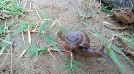 Snail crawling in the mud.