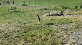 Joey kangaroo learns to hop with only half a tail