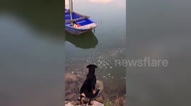 Heroic dog saves friend trapped on boat in China