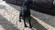temp
