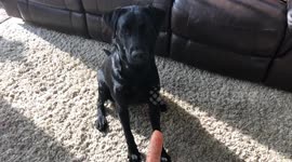 A dog is given a frozen carrot who happily plays with it instead