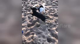Puppy takes out teenage girl