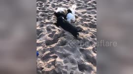 Cute playful puppies take out girl on the beach