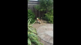 Sweet-as-anything beagle jumping for apples in England back garden