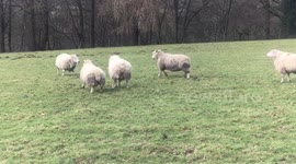 Sheep ramming each other