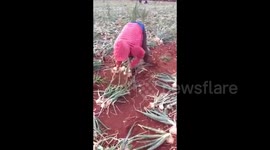 Colheita manual de cebola