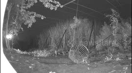 Heartwarming moment rescued baby leopard is united with mother