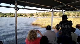 Snake bird swallow fish half its size