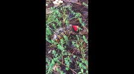 US man gives turtle a strawberry after it shows up on driveway