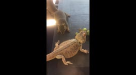 Squirrel Runs Off With Bearded Dragon's Grapes