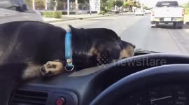 Doggy Sleeps On Car Dashboard