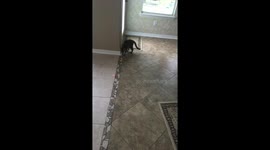 Cat+laser= a lot of fun