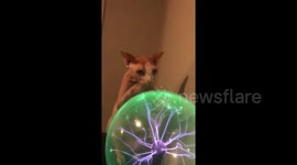 Sphynx cat in Texas becomes fascinated with plasma ball