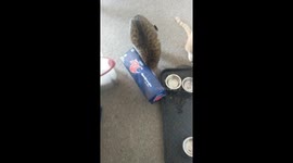 Cat sticks head in box, repeatedly