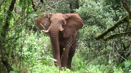 Moment conservationist calms wild elephant in Kenya by making bizarre rumbling noises for several minutes