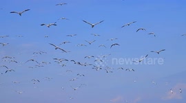 Boat trippers treated to wildlife spectacle in Yorkshire.