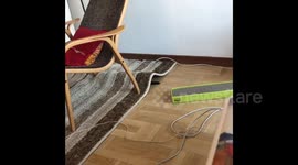 Cat playing under rug