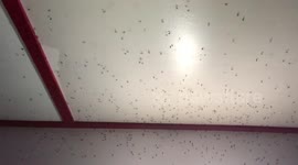 Swarms of flying bugs infest Nepalese hotel room as traveller tries to sleep